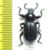Pycnocerus revoili ssp.  Zambia - INSECTS-STORE.RU