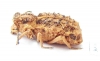Sepidiini sp.  Zambia - INSECTS-STORE.RU