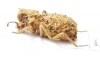 Sepidiini sp.  Zambia - INSECTS-STORE.RU