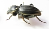 Phanerotomea guerini, male  Mozambique 49mm - INSECTS-STORE.RU