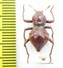 Phymaeus sp.  Zimbabwe - INSECTS-STORE.RU