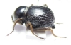 Psammodes sp.  Zimbabwe - INSECTS-STORE.RU