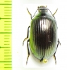 Tenebrionidae sp.  Ethiopia - INSECTS-STORE.RU