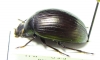 Tenebrionidae sp.  Ethiopia - INSECTS-STORE.RU