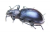 Odontopezus sp.  Congo - INSECTS-STORE.RU