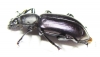 Tenebrionidae sp.  Cote d'Ivoire - INSECTS-STORE.RU