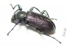 Tenebrionidae sp.  Cote d'Ivoire - INSECTS-STORE.RU