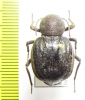 Psammodes castanopterus  Kenya - INSECTS-STORE.RU