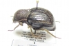 Psammodes castanopterus  Kenya - INSECTS-STORE.RU