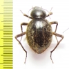 Tenebrionidae sp.  Namibia - INSECTS-STORE.RU