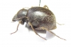 Tenebrionidae sp.  Namibia - INSECTS-STORE.RU