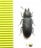 Cryphaeus sp.  Namibia - INSECTS-STORE.RU