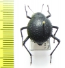 Physosterna globosa  Namibia - INSECTS-STORE.RU