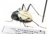 Stenocara eburnea, female  Namibia - INSECTS-STORE.RU
