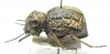 Physophrynus burdoi  Tanzania - INSECTS-STORE.RU