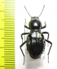 Psammophanes lateridens  Tanzania - INSECTS-STORE.RU