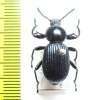 Pycnocerus revoili fairmairei  Tanzania - INSECTS-STORE.RU