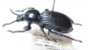 Pycnocerus revoili fairmairei  Tanzania - INSECTS-STORE.RU