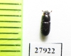 Tenebrionidae sp.  Madagascar - INSECTS-STORE.RU