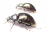 Tenebrionidae sp.  Madagascar - INSECTS-STORE.RU