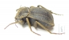 Tenebrionidae sp.  Madagascar - INSECTS-STORE.RU