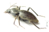 Tenebrionidae sp.  South Africa Rep. - INSECTS-STORE.RU