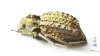 Tenebrionidae sp.  South Africa Rep. - INSECTS-STORE.RU