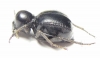 Tenebrionidae sp.  South Africa Rep. - INSECTS-STORE.RU