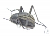 Tenebrionidae sp.  South Africa Rep. - INSECTS-STORE.RU