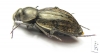 Tenebrionidae sp.  South Africa Rep. - INSECTS-STORE.RU
