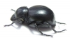 Tenebrionidae sp.  South Africa Rep. - INSECTS-STORE.RU
