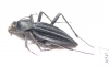 Tenebrionidae sp.  South Africa Rep. - INSECTS-STORE.RU