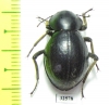 Tenebrionidae sp.  South Africa Rep. - INSECTS-STORE.RU