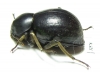 Tenebrionidae sp.  South Africa Rep. - INSECTS-STORE.RU