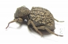 Tenebrionidae sp.  South Africa Rep. - INSECTS-STORE.RU