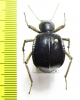 Dichta cubica  South Africa Rep. - INSECTS-STORE.RU