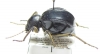 Dichta cubica  South Africa Rep. - INSECTS-STORE.RU
