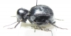 Dichta sp.  South Africa Rep. - INSECTS-STORE.RU