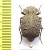 Entomoderes draco  Argentina - INSECTS-STORE.RU