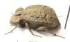 Entomoderes draco  Argentina - INSECTS-STORE.RU