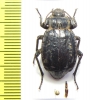 Entomoderes erebi  Argentina - INSECTS-STORE.RU