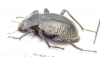 Nyctelia corrugata  Argentina - INSECTS-STORE.RU