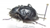 Nyctelia penai  Argentina - INSECTS-STORE.RU