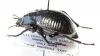 Nyctelia plicata  Argentina - INSECTS-STORE.RU
