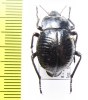 Nyctelia plicata  Argentina - INSECTS-STORE.RU