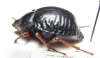 Nyctelia plicatipennis  Argentina - INSECTS-STORE.RU