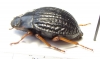 Nyctelia varipes  Argentina - INSECTS-STORE.RU