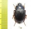 Nyctelia varipes  Argentina - INSECTS-STORE.RU