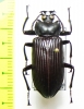 Tauroceras ? angulata  Argentina - INSECTS-STORE.RU