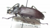 Tauroceras ? angulata  Argentina - INSECTS-STORE.RU